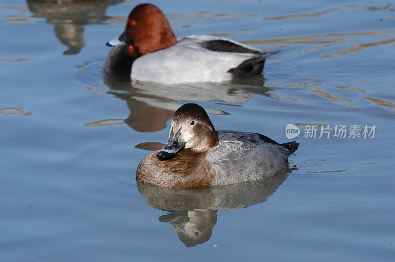 共同的pochard (Aythya ferina)